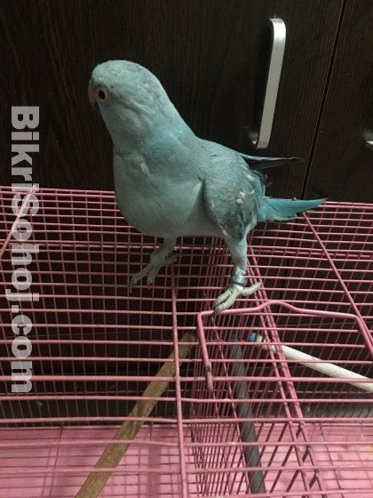 Indian Blue Ring Neck Parrot